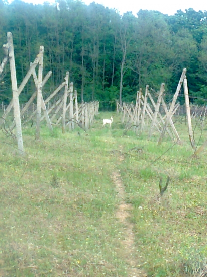 Biela danielka v starej vinici