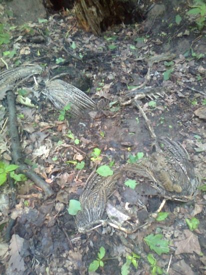 Pred líščou norou