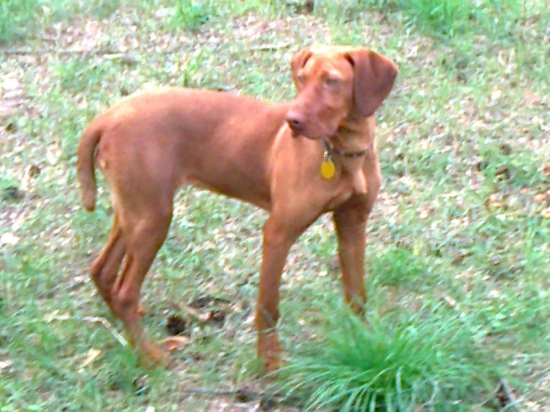 srbský temperament žijúci na Zahorí