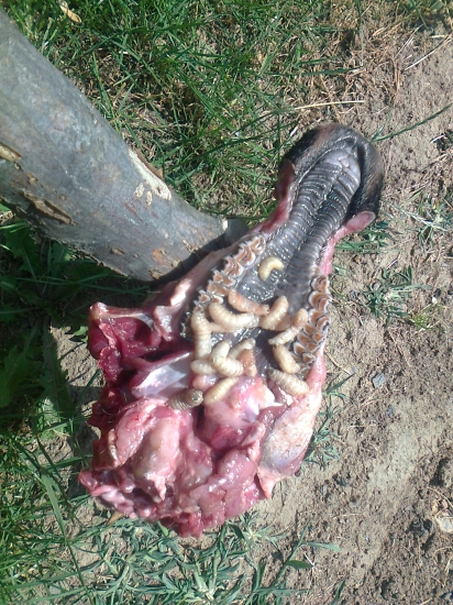 nosovohltanová strečkovitosť