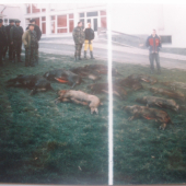 Ulovil som 3 kusy-spolocna polovacka Hrušov