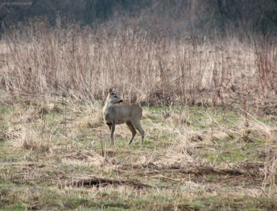 srnka na paši
