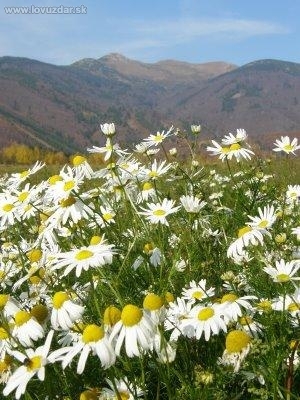 Lúka pod Chlebom...