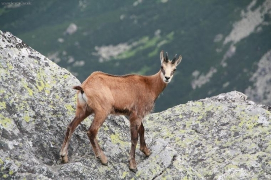 Čo ja???