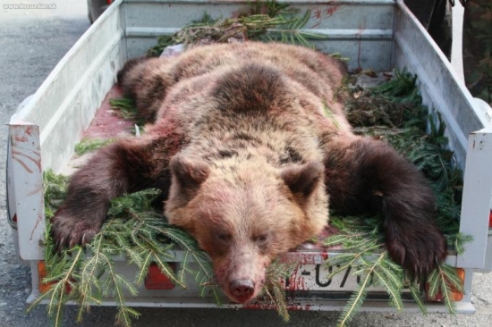 maco s nášich lesov