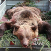 maco s nášich lesov