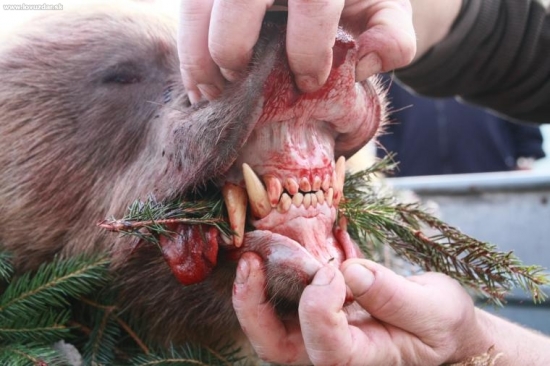 maco s nášich lesov 2