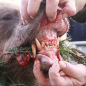 maco s nášich lesov 2