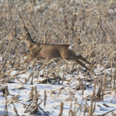 zachráň sa kto možeš...