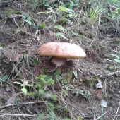 samotár