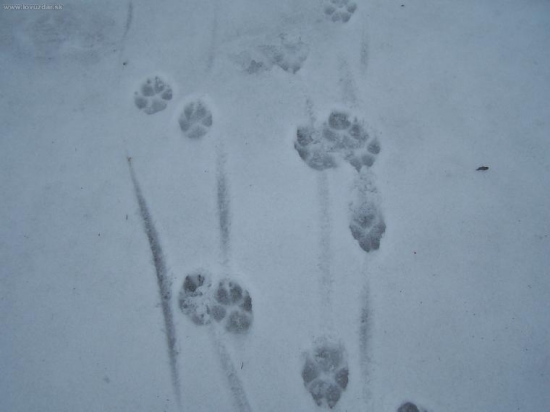 a týto to spúsobili