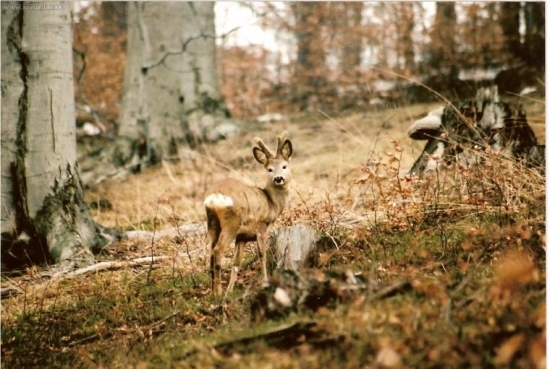 kousek za našim domem