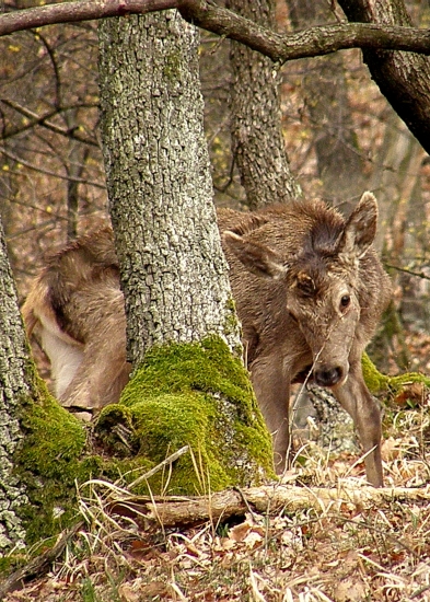 Strapaté jelienča