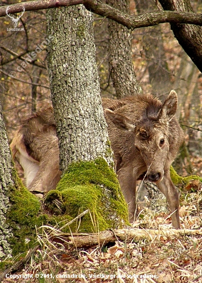 Strapaté jelienča