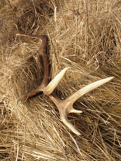 Splátka za ohryz stromkov