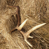 Splátka za ohryz stromkov