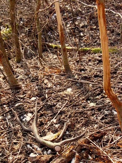 8-torák,100cm,150bodov