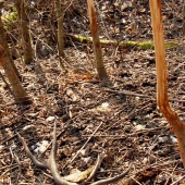 8-torák,100cm,150bodov