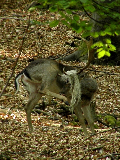 Vlasáč - pokračovanie