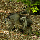 Vlasáč - pokračovanie