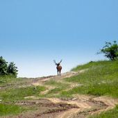 Predomnou stál,dve nohy mal.