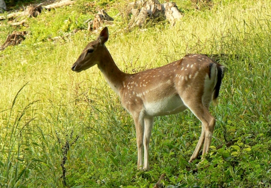 Kráska