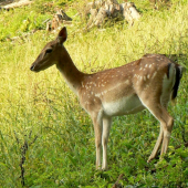 Kráska
