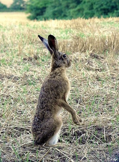 Héééj,medveď ! Vylez von !