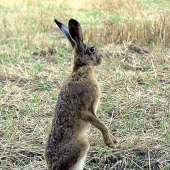 Héééj,medveď ! Vylez von !