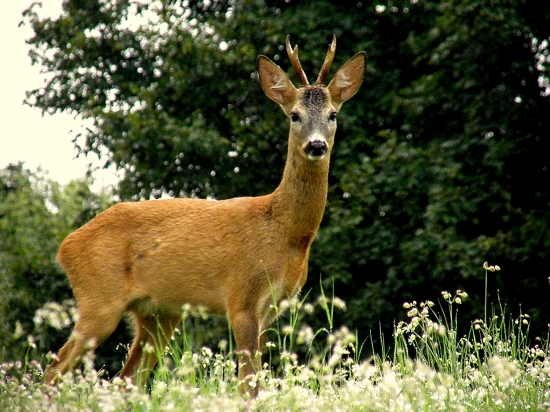 Srnček