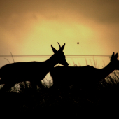 O tom...ako jednorožec lásku našiel