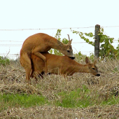 Velebnosti ! ! !... Sodoma,Gomora ! ! !