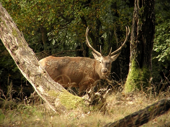 Na mňa nežmurkaj ... ja niesom laň !
