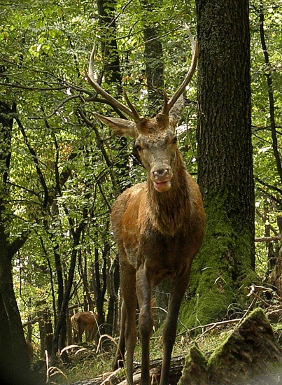 Mladosť-pochabosť-na 4 metre
