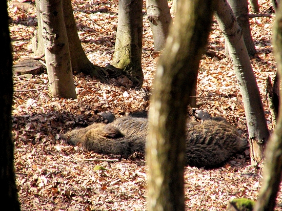 Hajaj,búvaj diviačik.