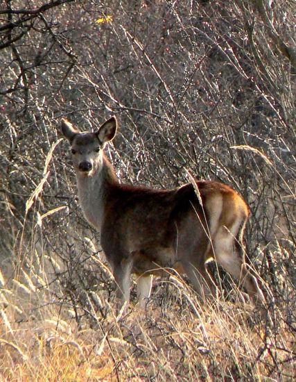 Statné jelienča,kiež by všetky také boli.