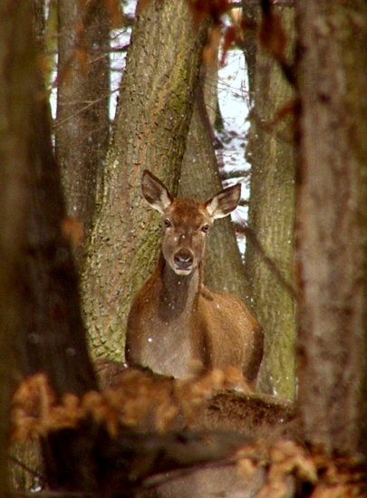 Vedúca laň 52 člennej čriedy.