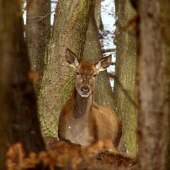 Vedúca laň 52 člennej čriedy.