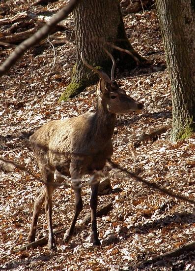 Prechádzkový