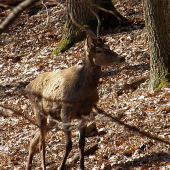 Prechádzkový