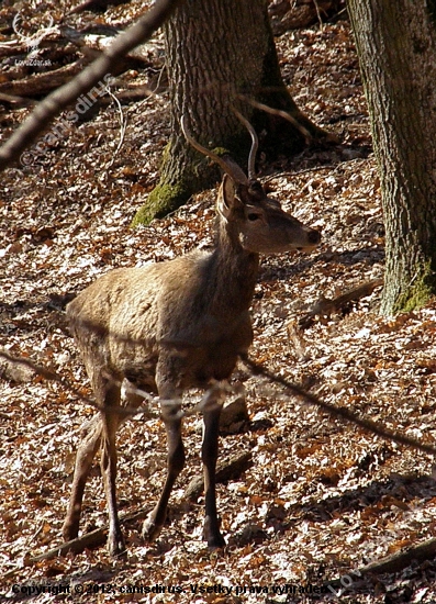Prechádzkový