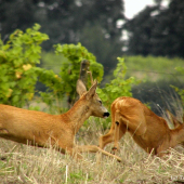 Keď ťa chytím ...