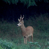 Privábený za šera