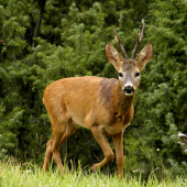 Odkiaľ znel ten vábny hlas ???