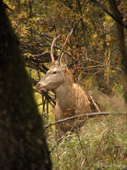 Pánko