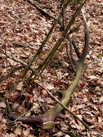 Neboj sa,už mrznúť nebudeš