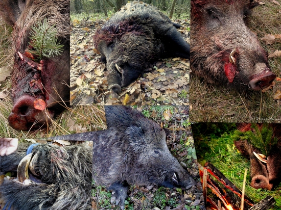 Kance 2012 - zatiaľ