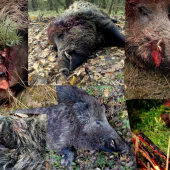 Kance 2012 - zatiaľ