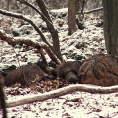 Všade dobre,v pelechu najlepšie :-)