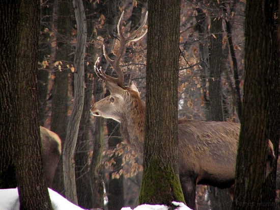 Chvíľa kedy každému z nás zastaví sa srdce.